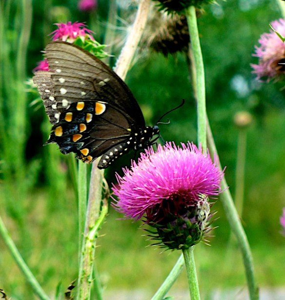 Lin and Michael's Photos