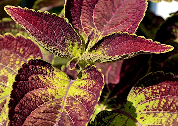 Lin and  Michael's Photos