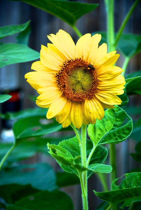 Lin and Michael's Photos