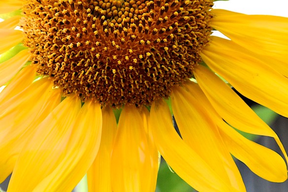 Lin and Michael's Photos