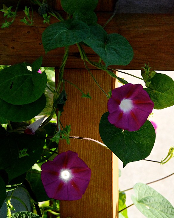 Lin and Michael's Photos