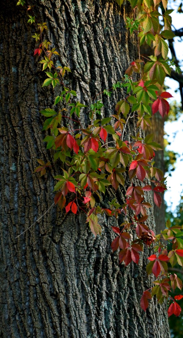 Lin and Michael's Photos