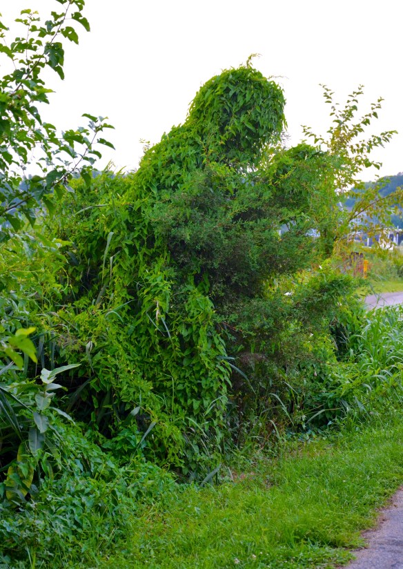 Lin and Michael's Photos