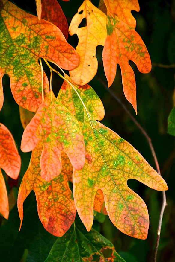 Lin and Michael's Photos