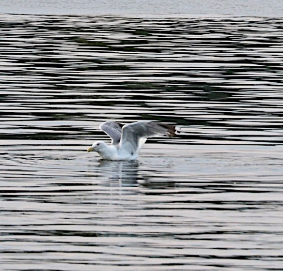 Lin and Michael's Photos