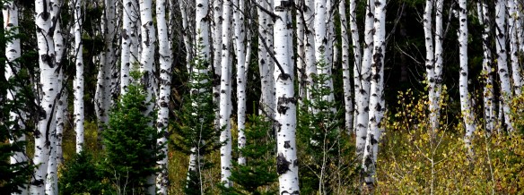 Lin and Michael's Photos