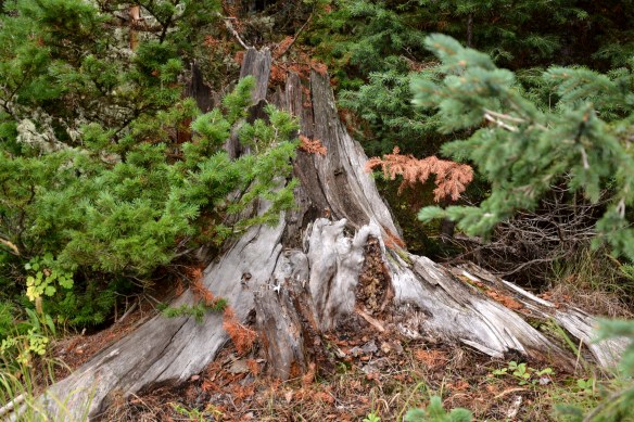 Lin and Michael's Photos