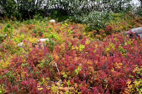 Lin and Michael's Photos