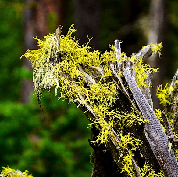 Lin and Michel's Photos