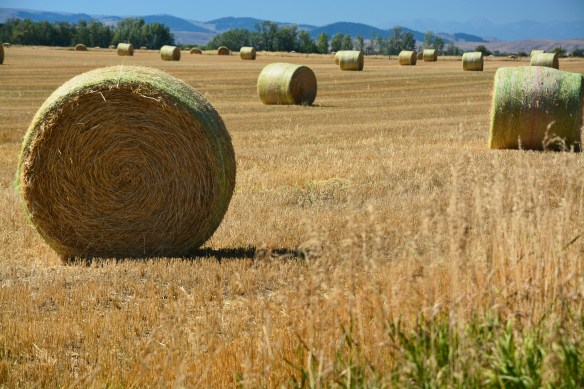 Lin and Michael's Photos