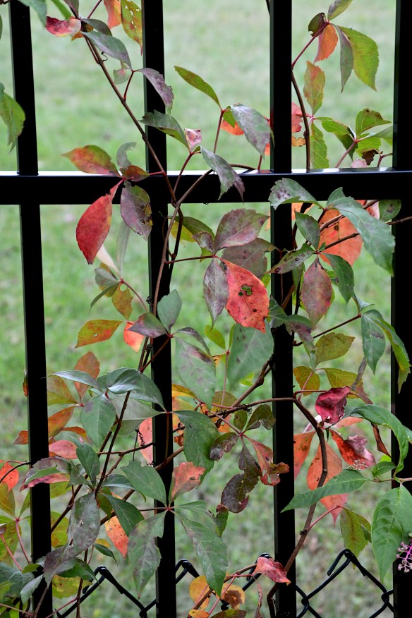 Lin and Michael's Photos