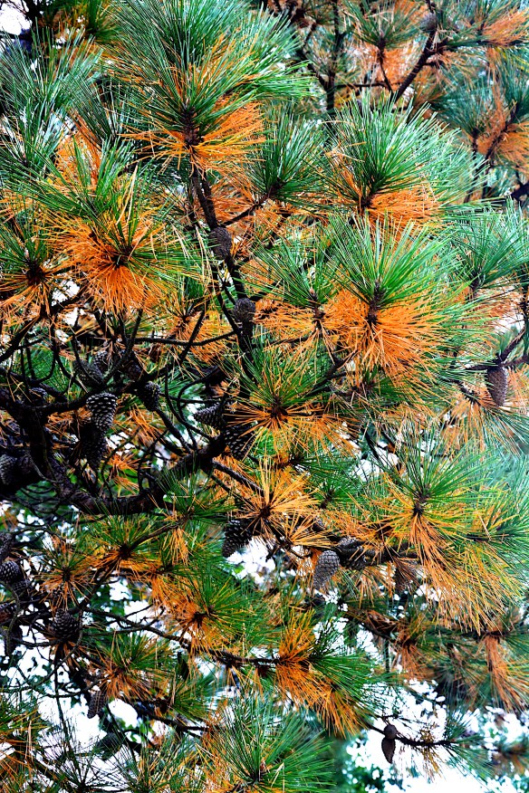 Lin and Michael's Photos