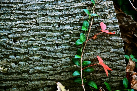 Lin and Michael's Photos