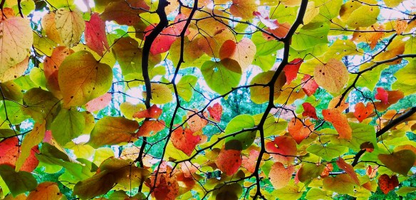 Lin and Michael's Photos