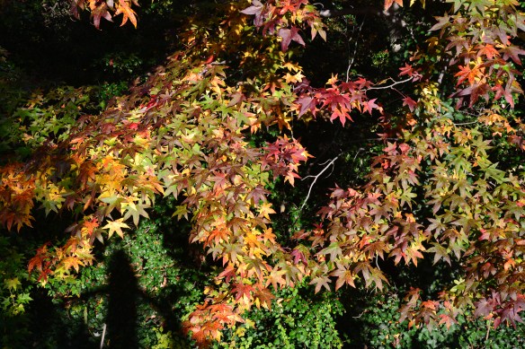 Lin and Michael's Photos