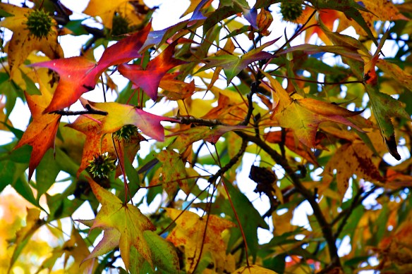 Lin and Michael's Photos