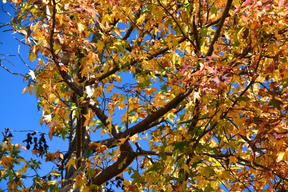 Lin and Michael's Photos