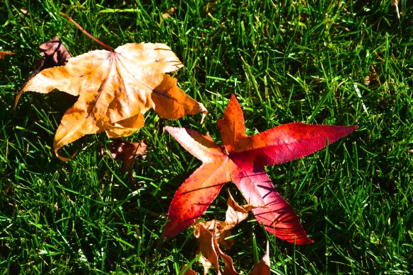 Lin and Michael's Photos