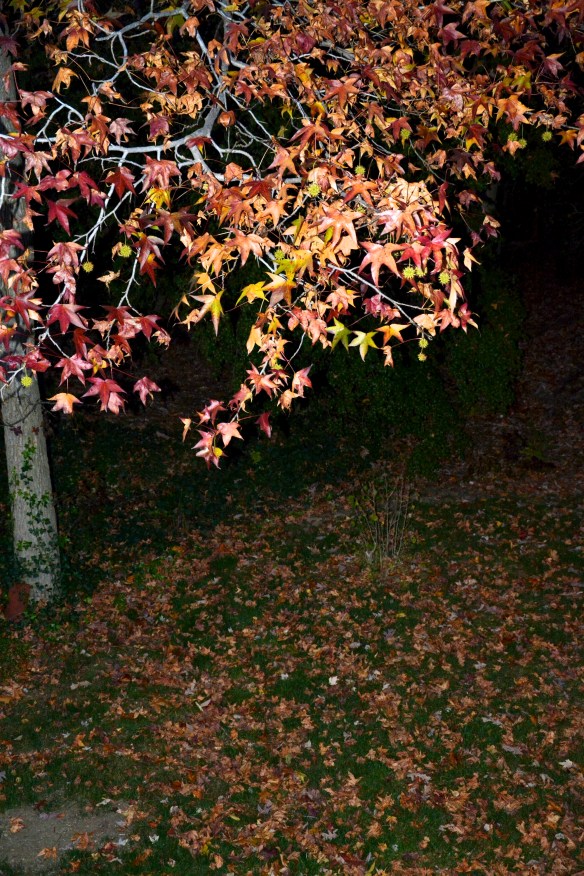 Lin and Michael's Photos