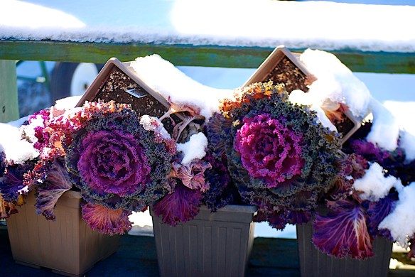 Lin and Michael's Photos