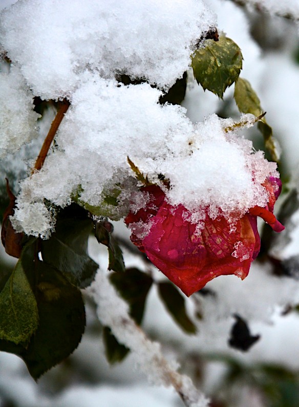 Lin and Michael's Photos