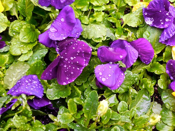 Lin and Michael's Photos