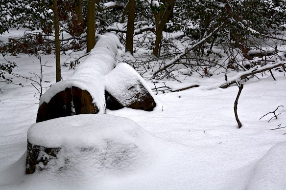 Lin and michael's Photos