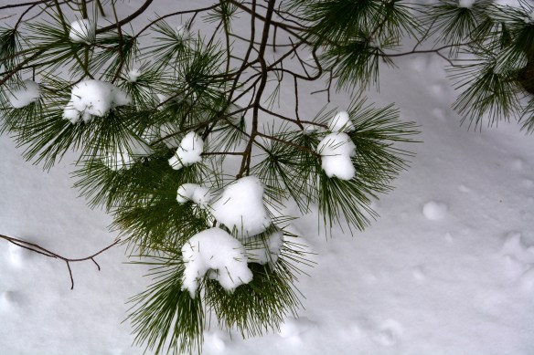 Lin and Michael's Photos