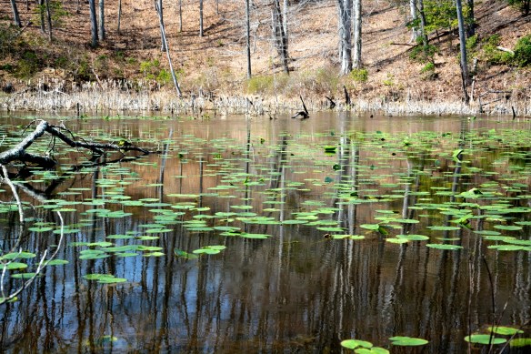 Lin and Michael's Photos