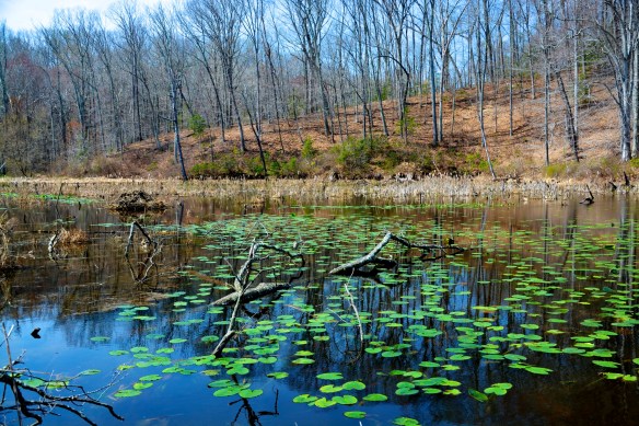 Lin and Michael's Photos