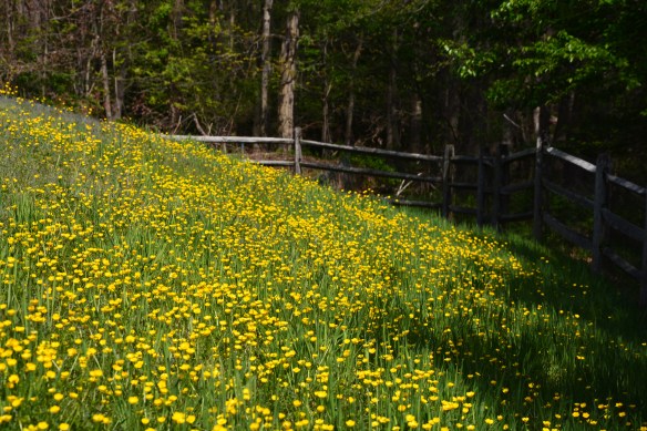 Lin and Michael's Photo