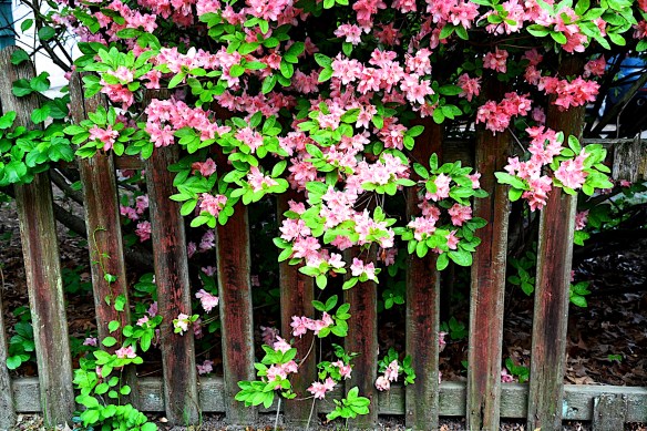 Lin and Michael's Photos