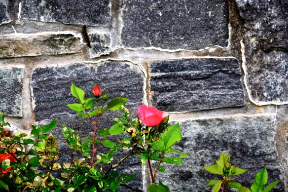 Lin and Michael's Photos