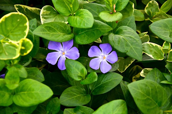 Lin and Michael's Photos