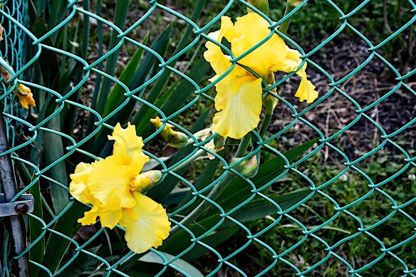 Lin and Michael's Photos