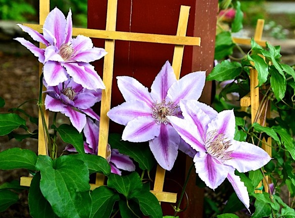 Lin and Michael's Photos