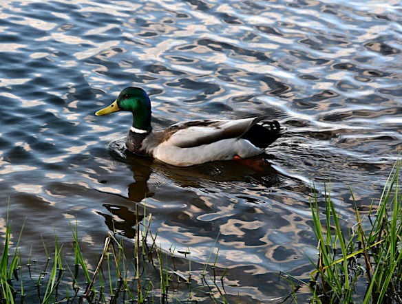 Lin and Michael's Photos