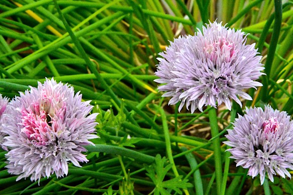 Lin and Michael's Photos