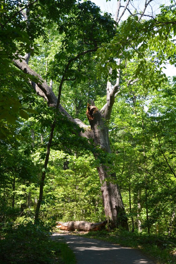 Lin and Michael's Photos