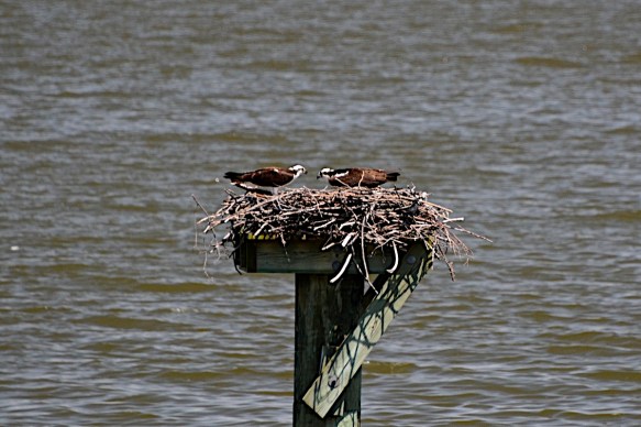 Lin and Michael's Photos