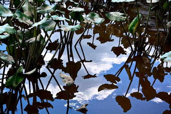 Lin and Michael's Photos