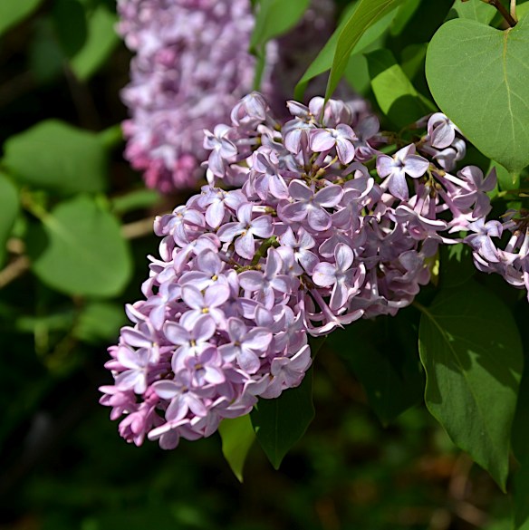 Lin and Michael's Photod