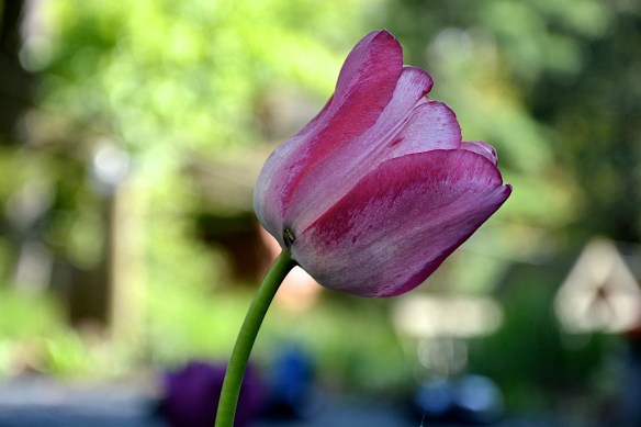 Lin and Michael's Photos