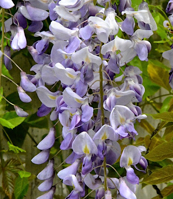 Lin and Michael's Photos