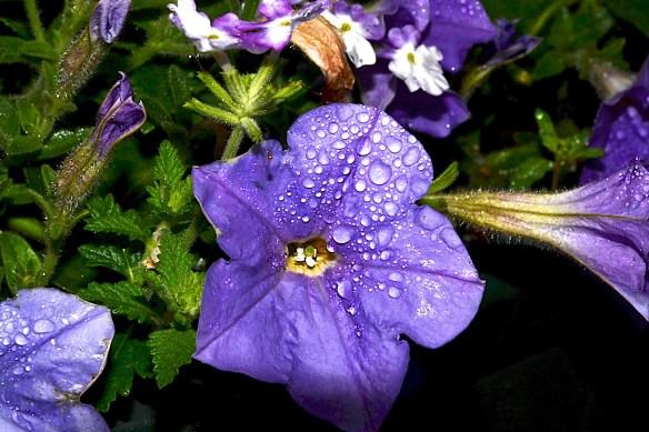 Lin and Michael's Photos