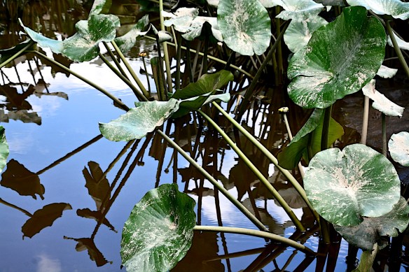 Lin and Michael's Photos