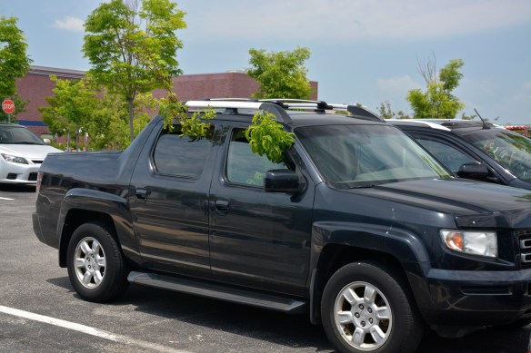 Lin and Michael's Photos