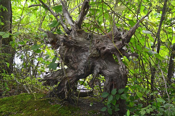 Lin and Michael's Photos