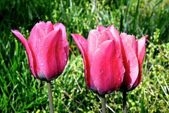 Lin and Michael's Photos