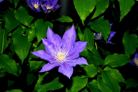 Lin and Michael's Photos